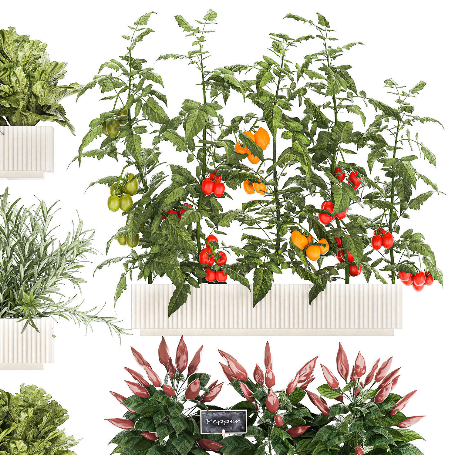kitchen garden vegetables tomatoes peppers greens 1416 3D model_13