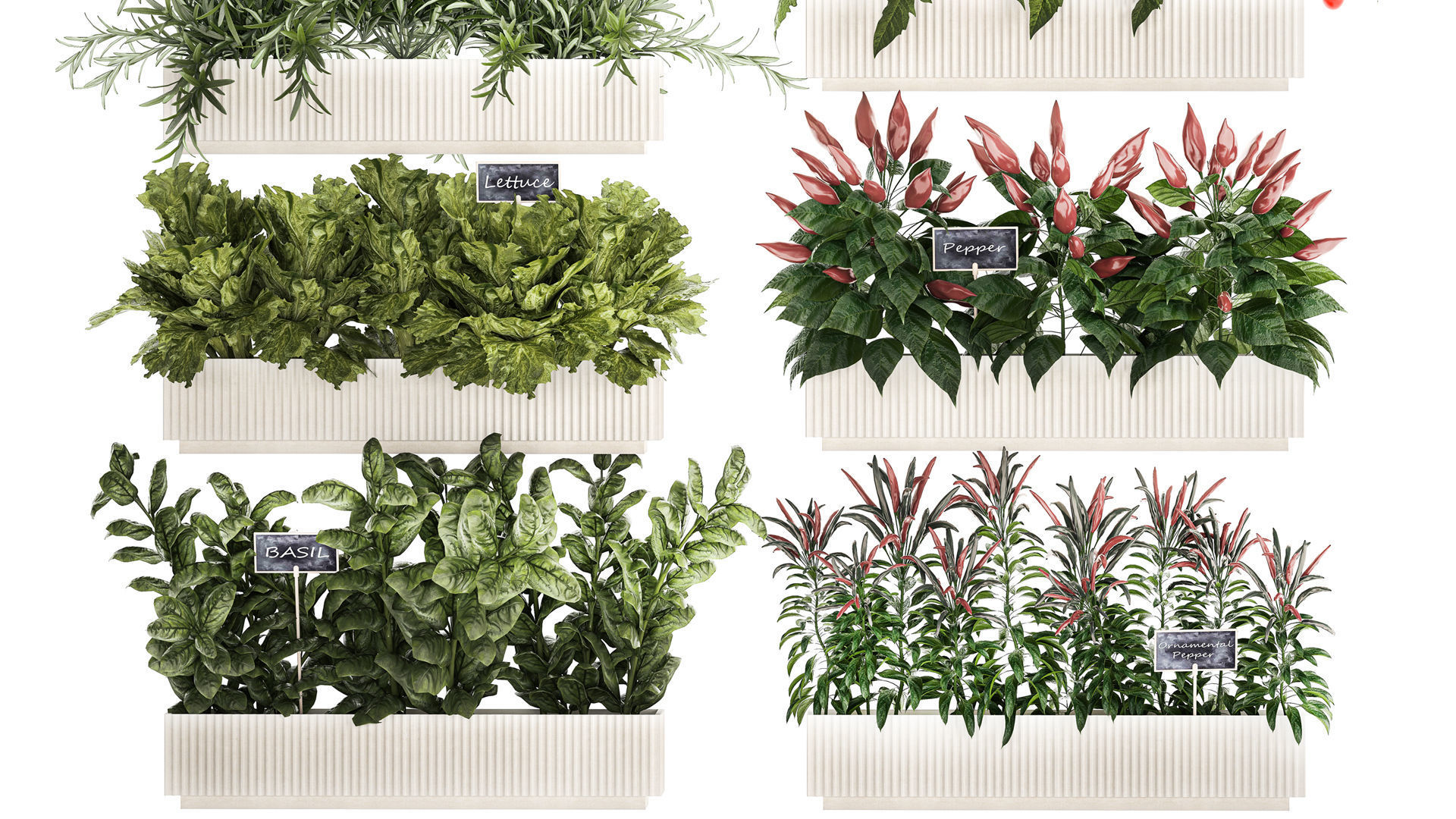 kitchen garden vegetables tomatoes peppers greens 1416 3D model_3