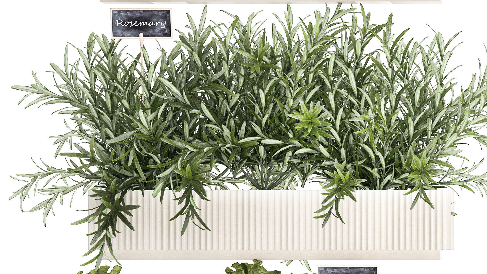 kitchen garden vegetables tomatoes peppers greens 1416 3D model_5
