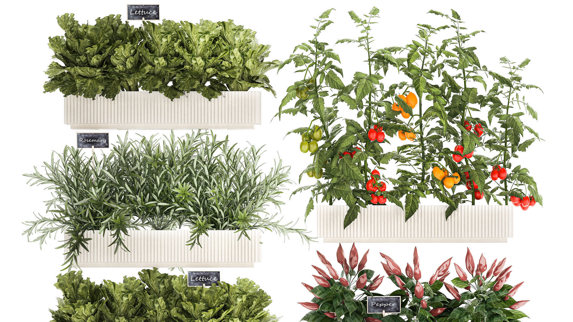 kitchen garden vegetables tomatoes peppers greens 1416 3D model_2