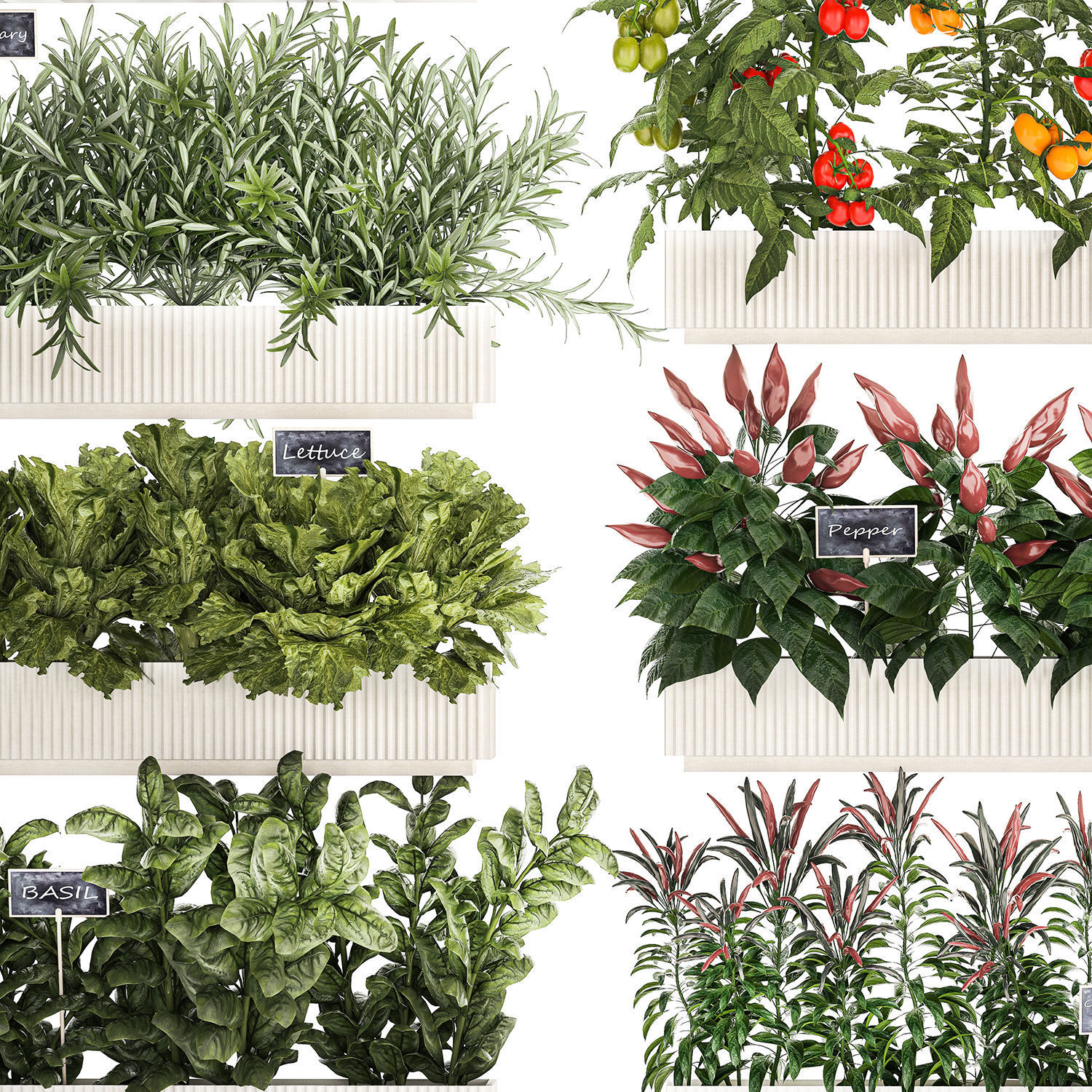 kitchen garden vegetables tomatoes peppers greens 1416 3D model_9