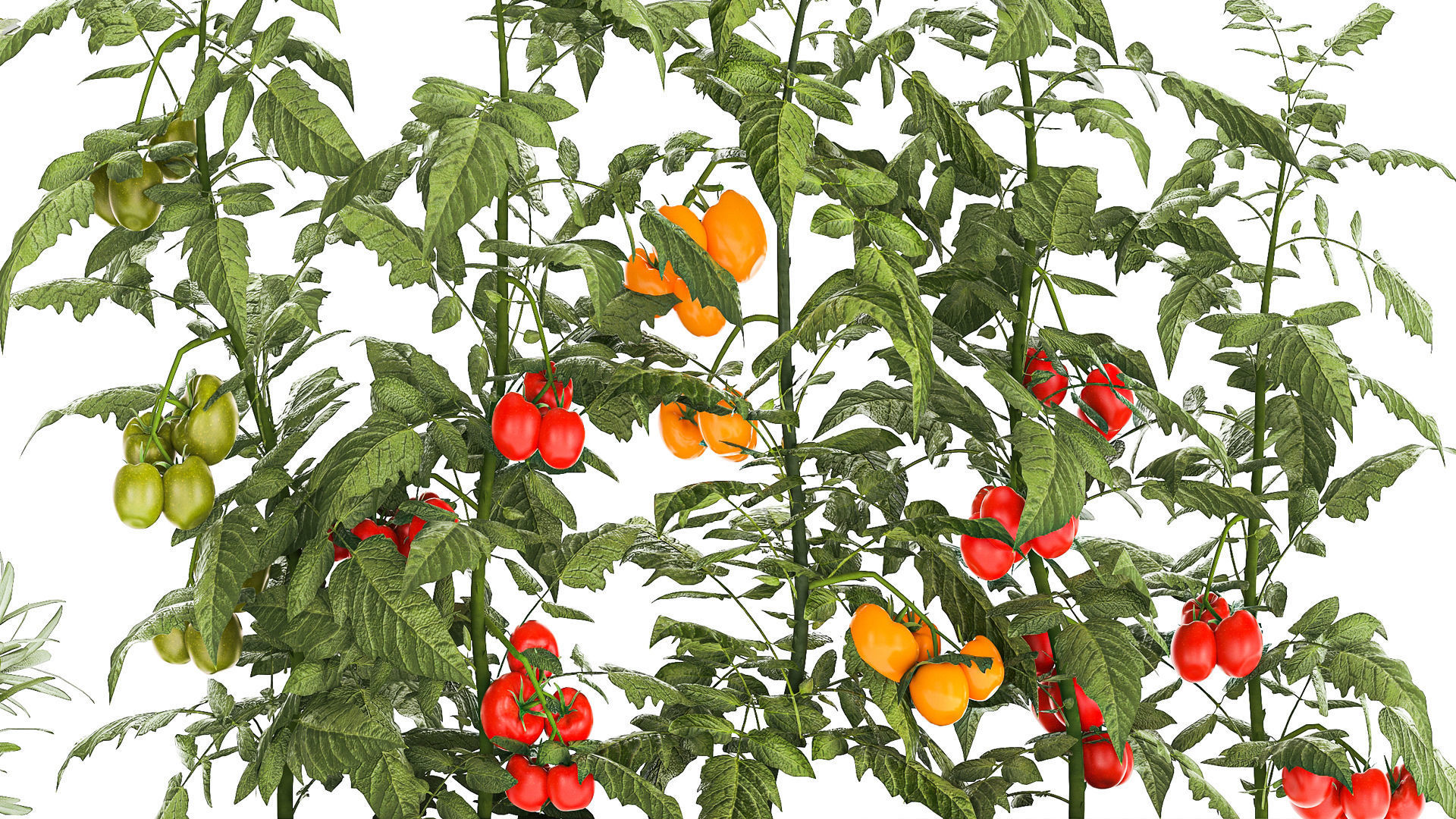 kitchen garden vegetables tomatoes peppers greens 1416 3D model_6