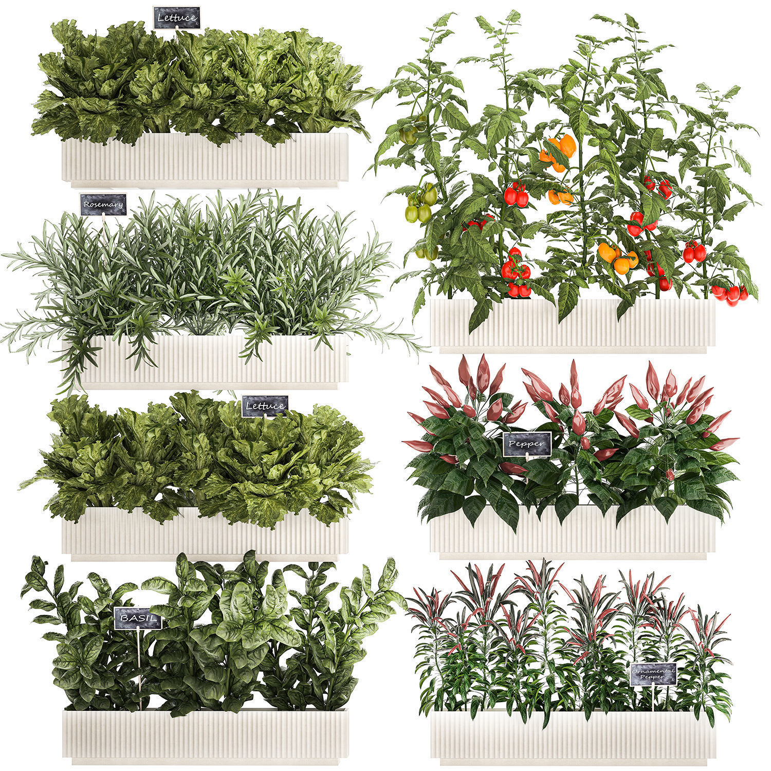 kitchen garden vegetables tomatoes peppers greens 1416 3D model_8