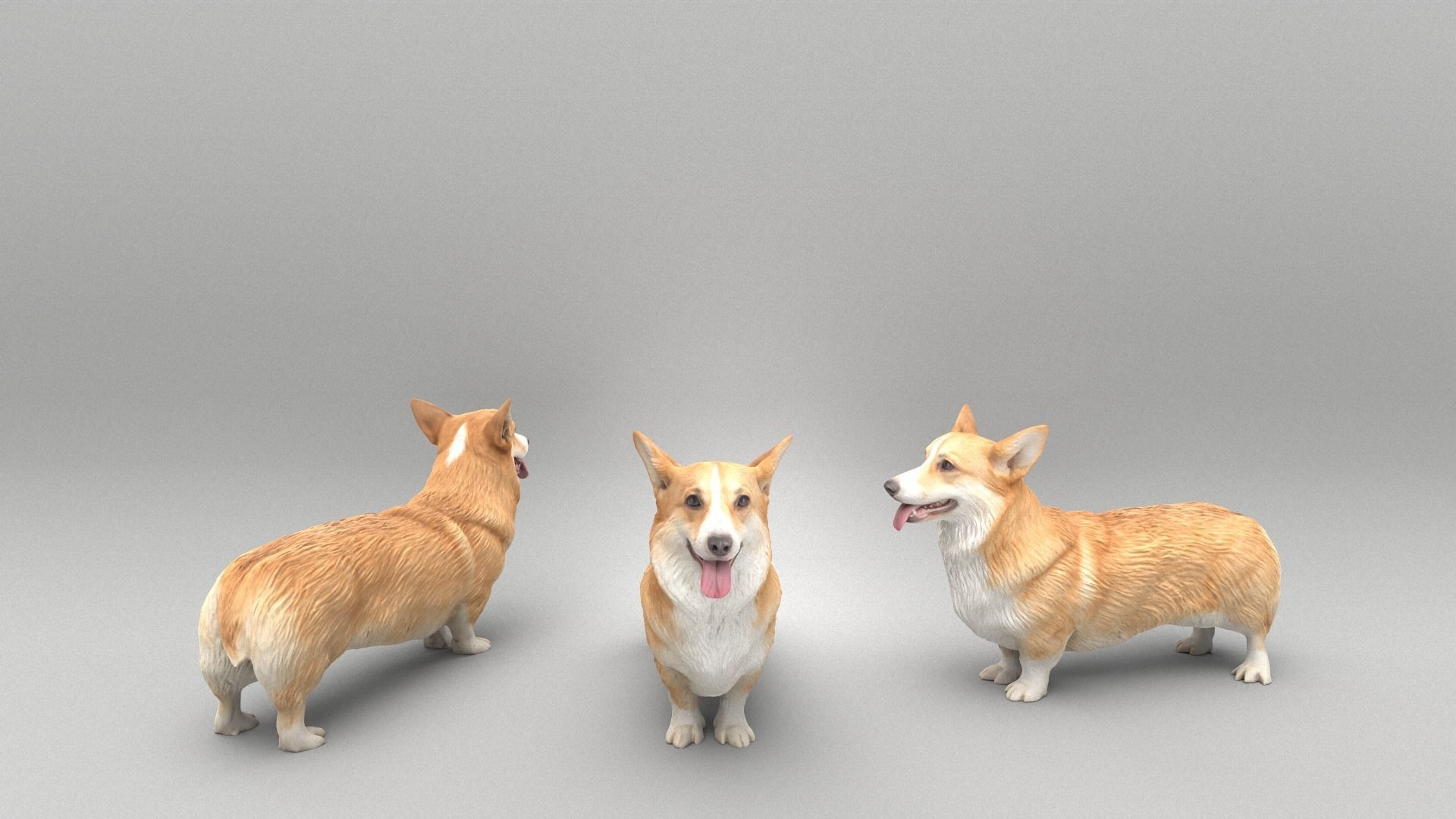 Corgi dog 39 Low-poly 3D model_3