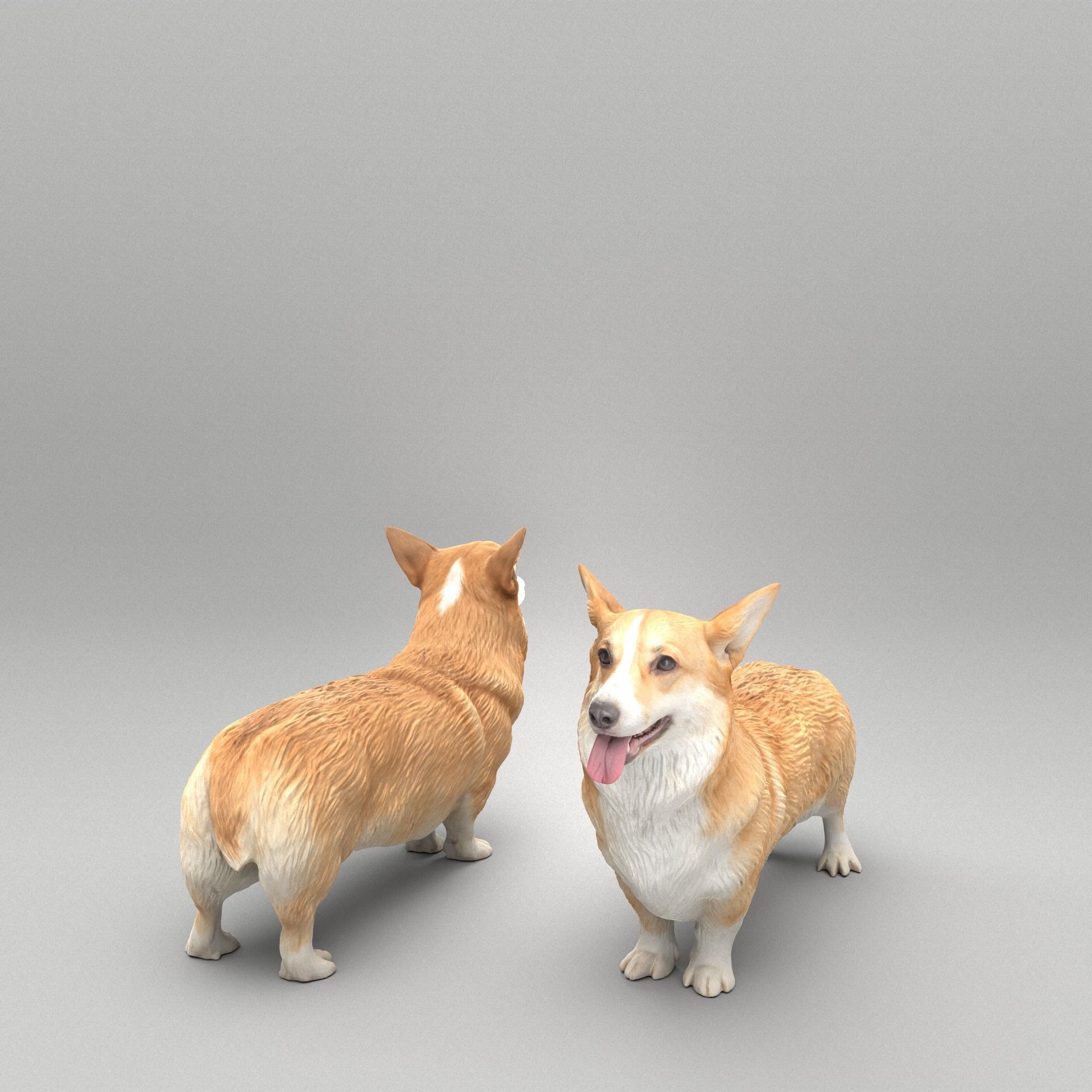 Corgi dog 39 Low-poly 3D model_2