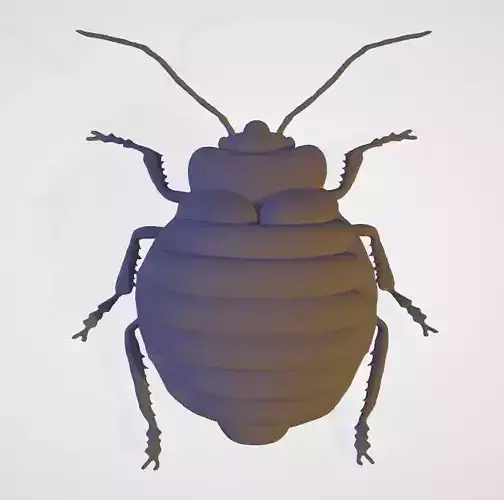 punaise de lit bed bug insect 
