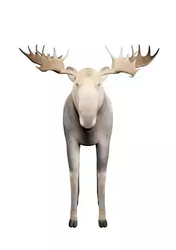 moose for game 3D model