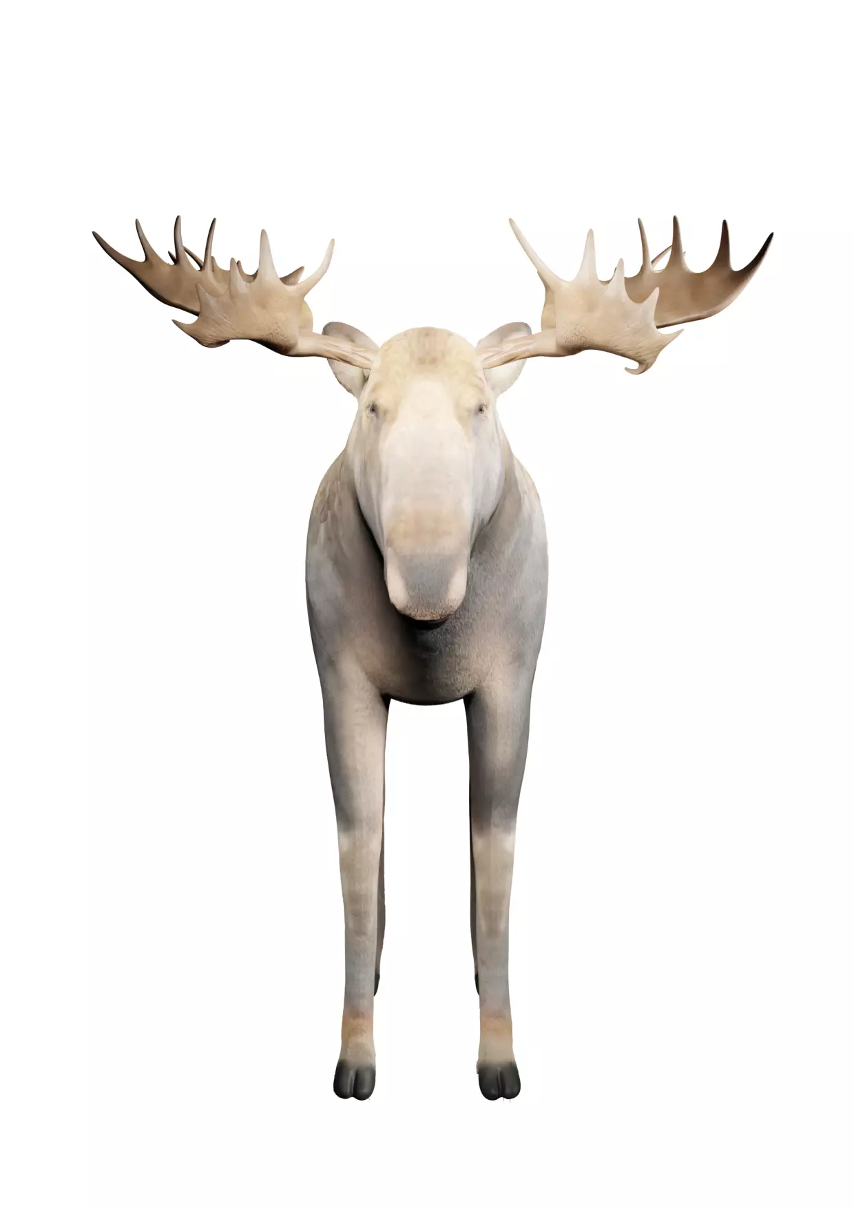 moose for game 3D model_0