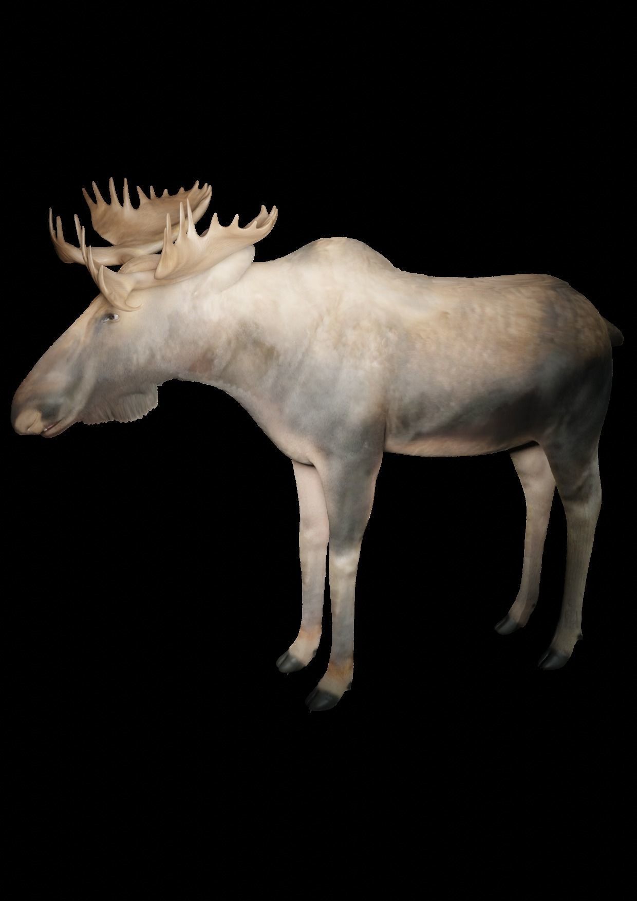 moose for game 3D model_1
