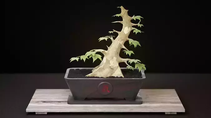 Bonsai Bowl Chi
