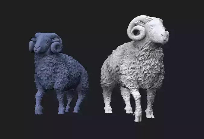 ram sheep