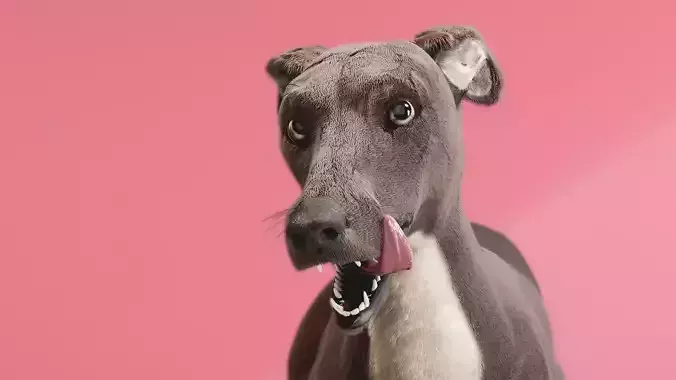 galgo rigged Low-poly 3D model