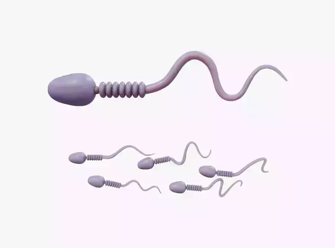 Sperm Cell Anatomy Low-poly 3D model