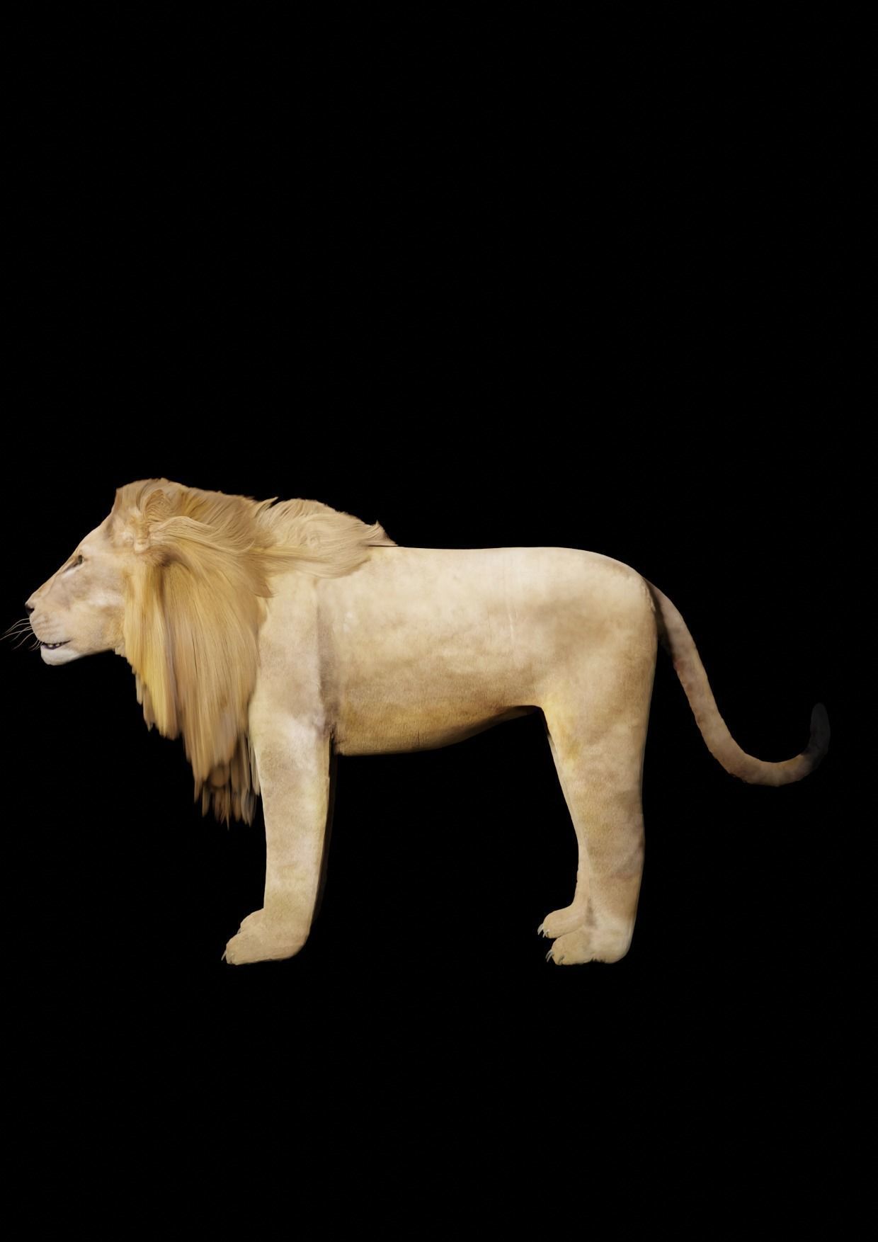 Lion for game 3D model_1