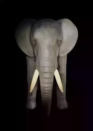 elephant  for game 3D model
