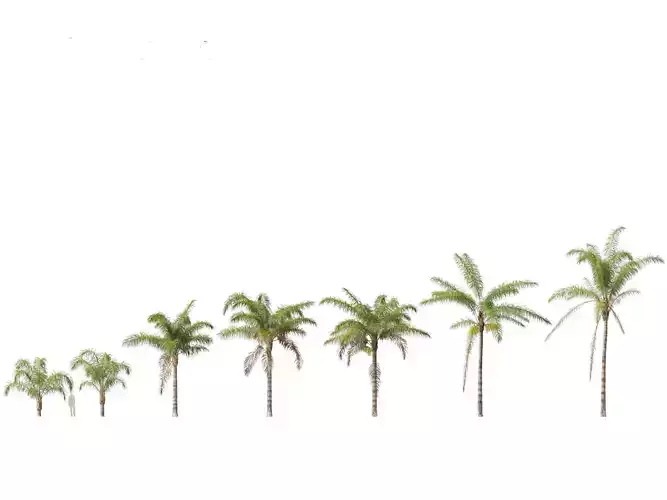 Syagrus romanzoffiana - the queen palm