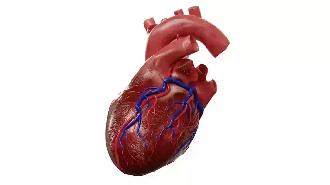 Human Heart HD 3D model