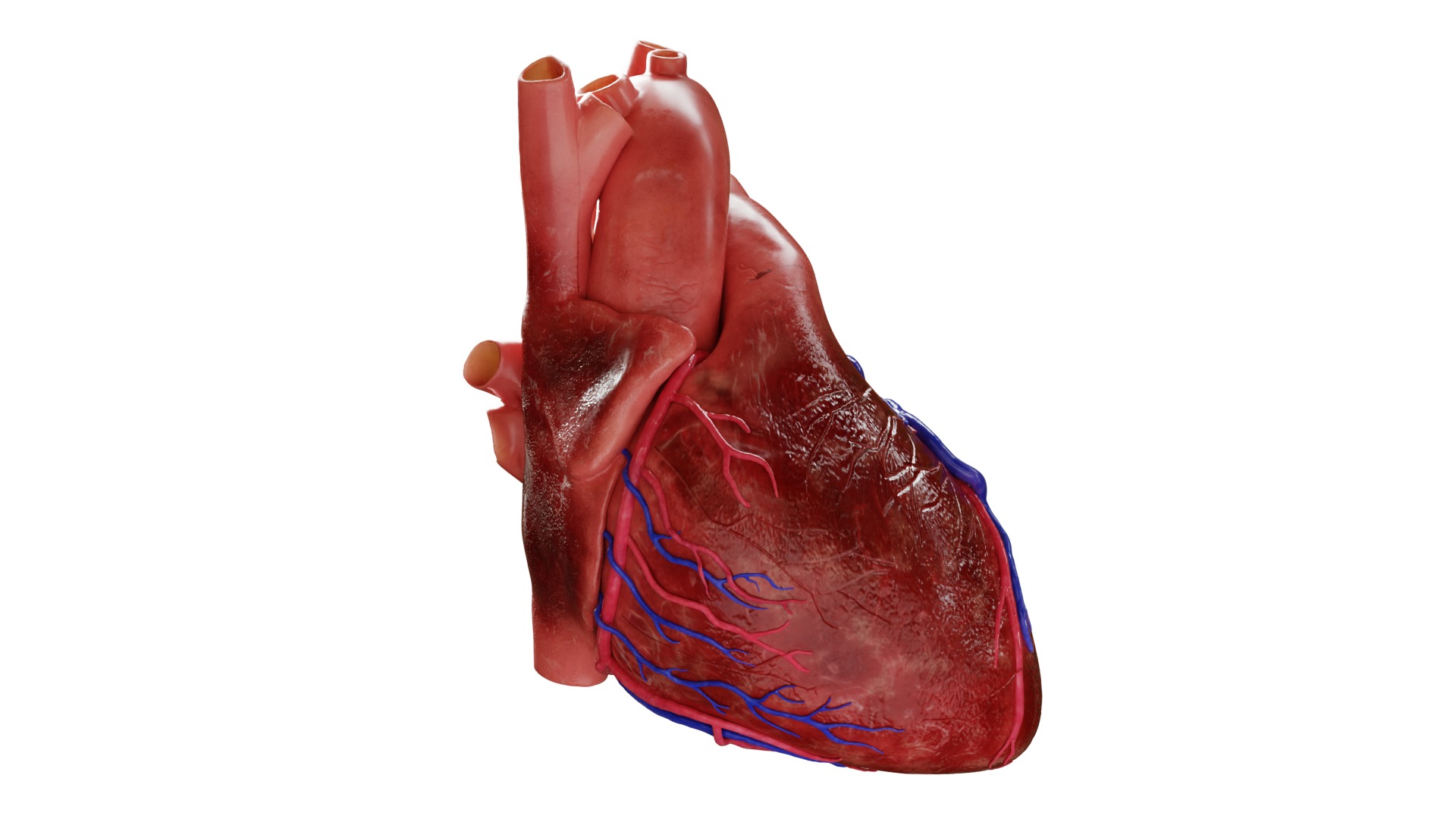 Human Heart HD 3D model_2