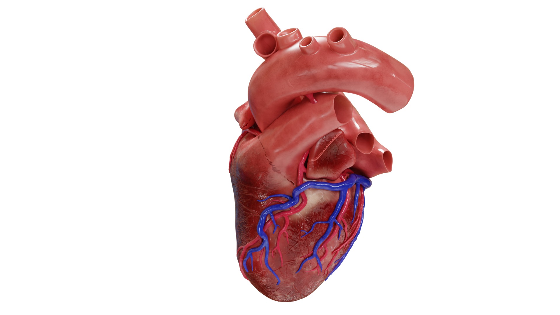 Human Heart HD 3D model_3