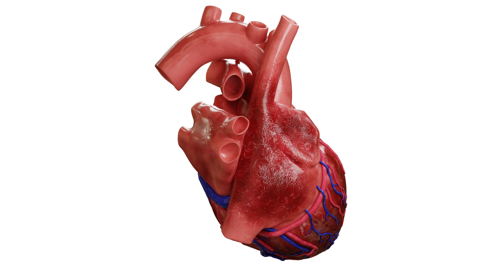 Human Heart HD 3D model_1