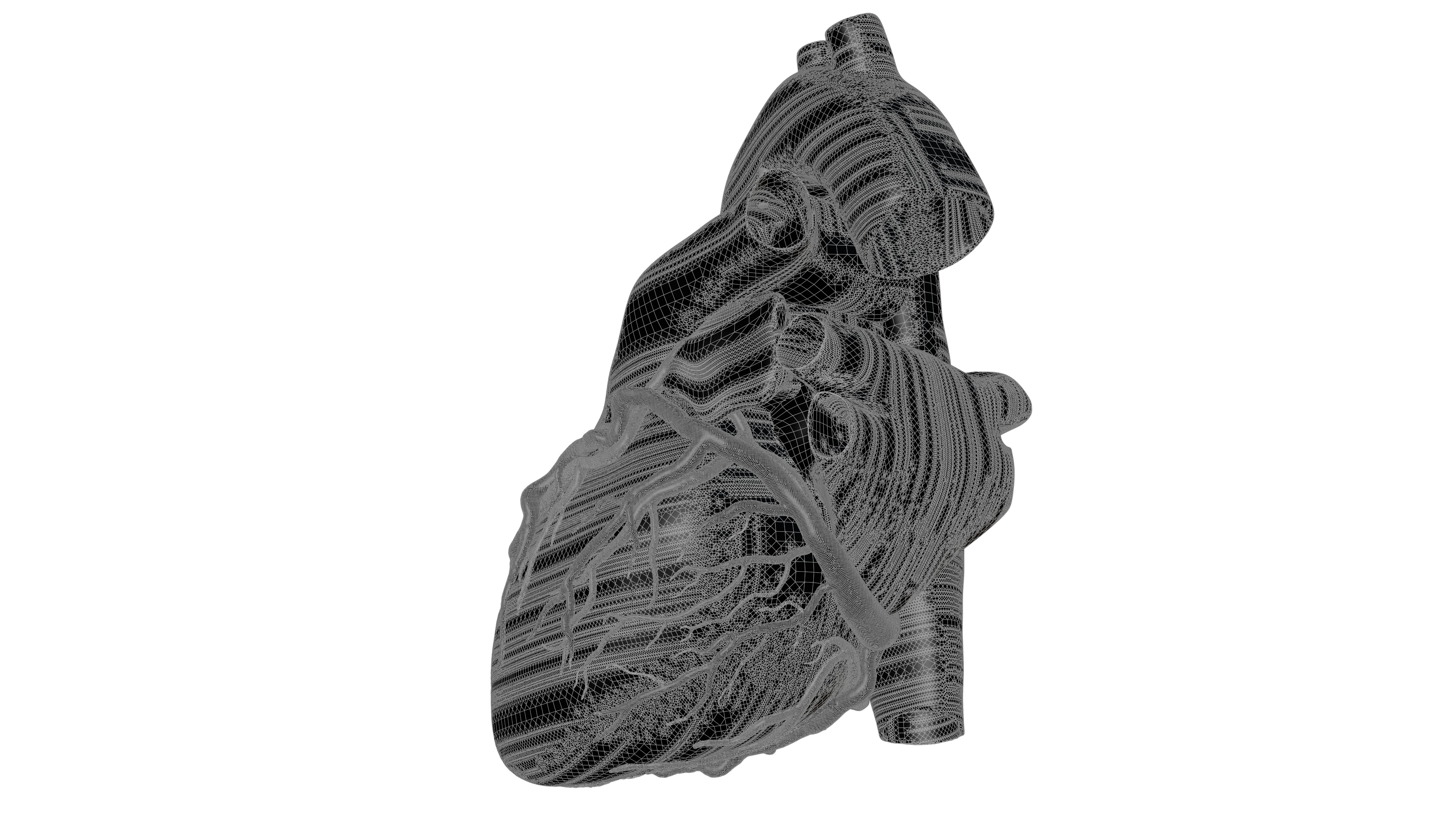 Human Heart HD 3D model_5