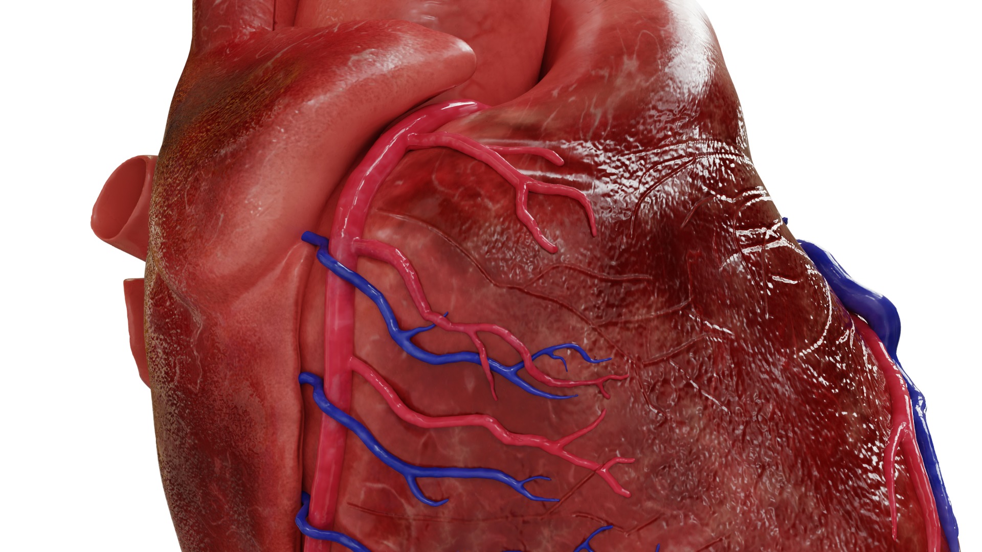 Human Heart HD 3D model_4
