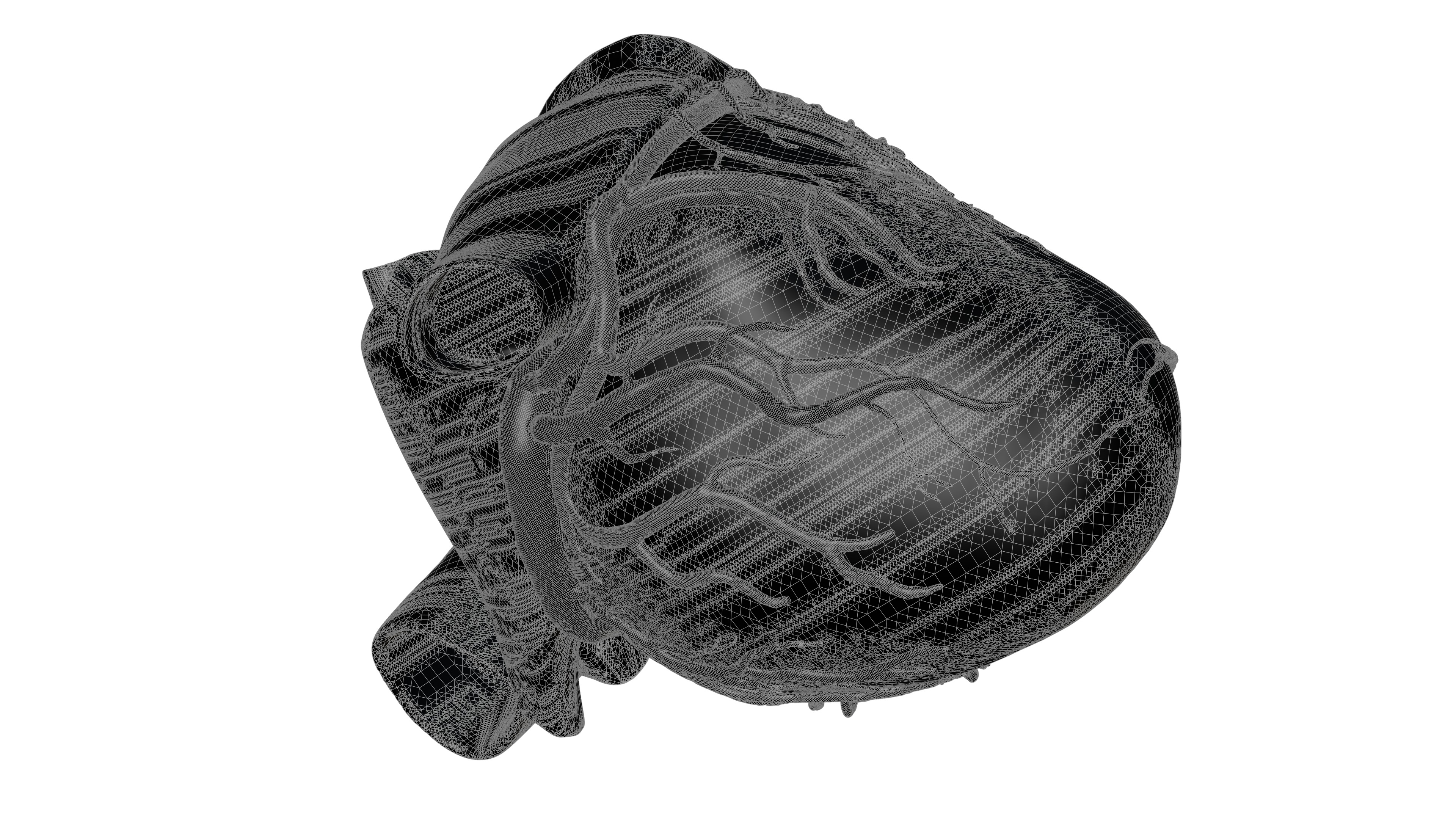 Human Heart HD 3D model_7