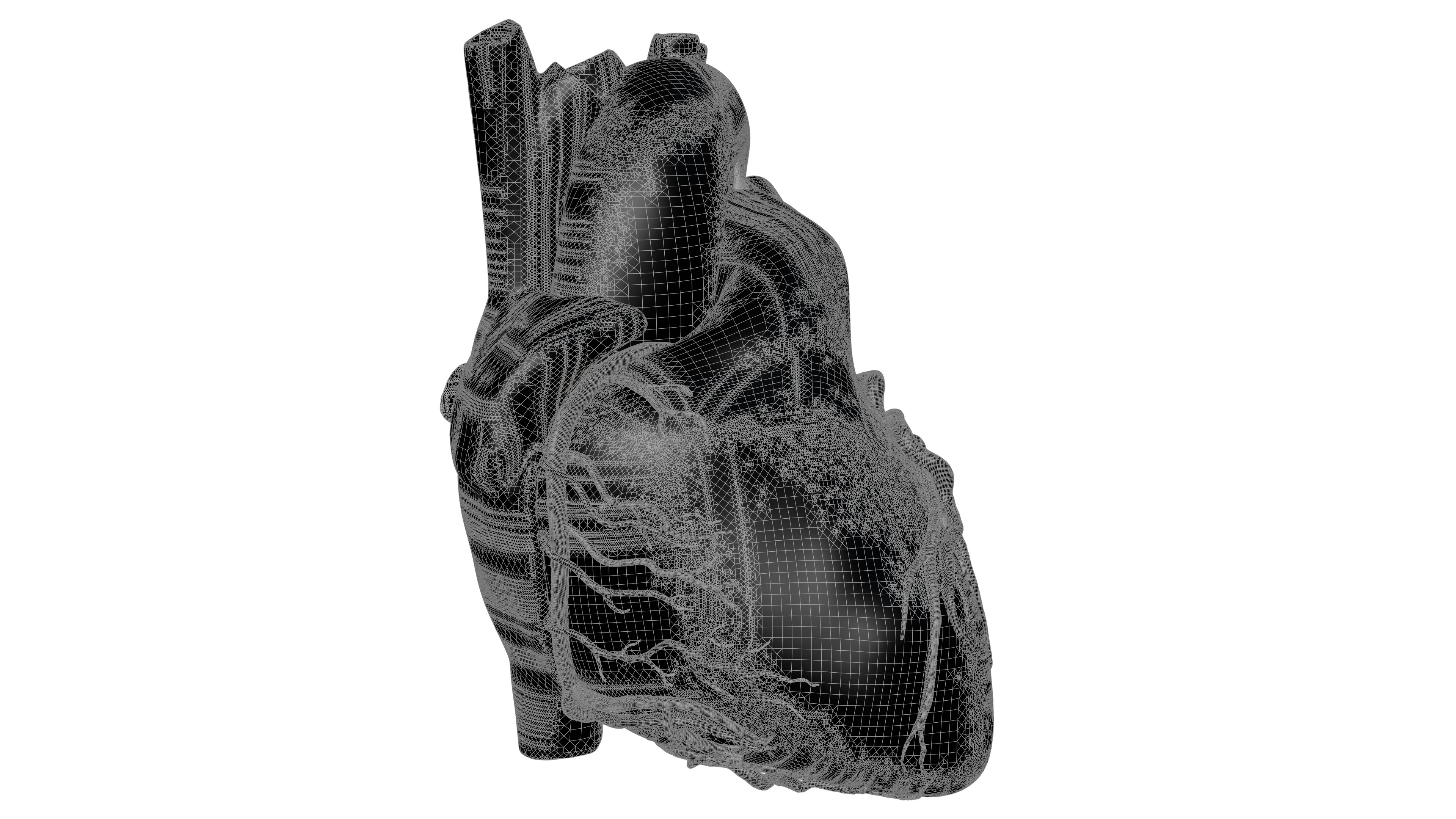 Human Heart HD 3D model_6