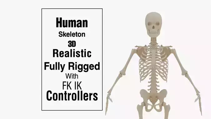Human Skeleton 3D Realistic Low-poly 3D model