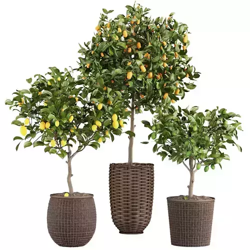 Lemon Tree Collection