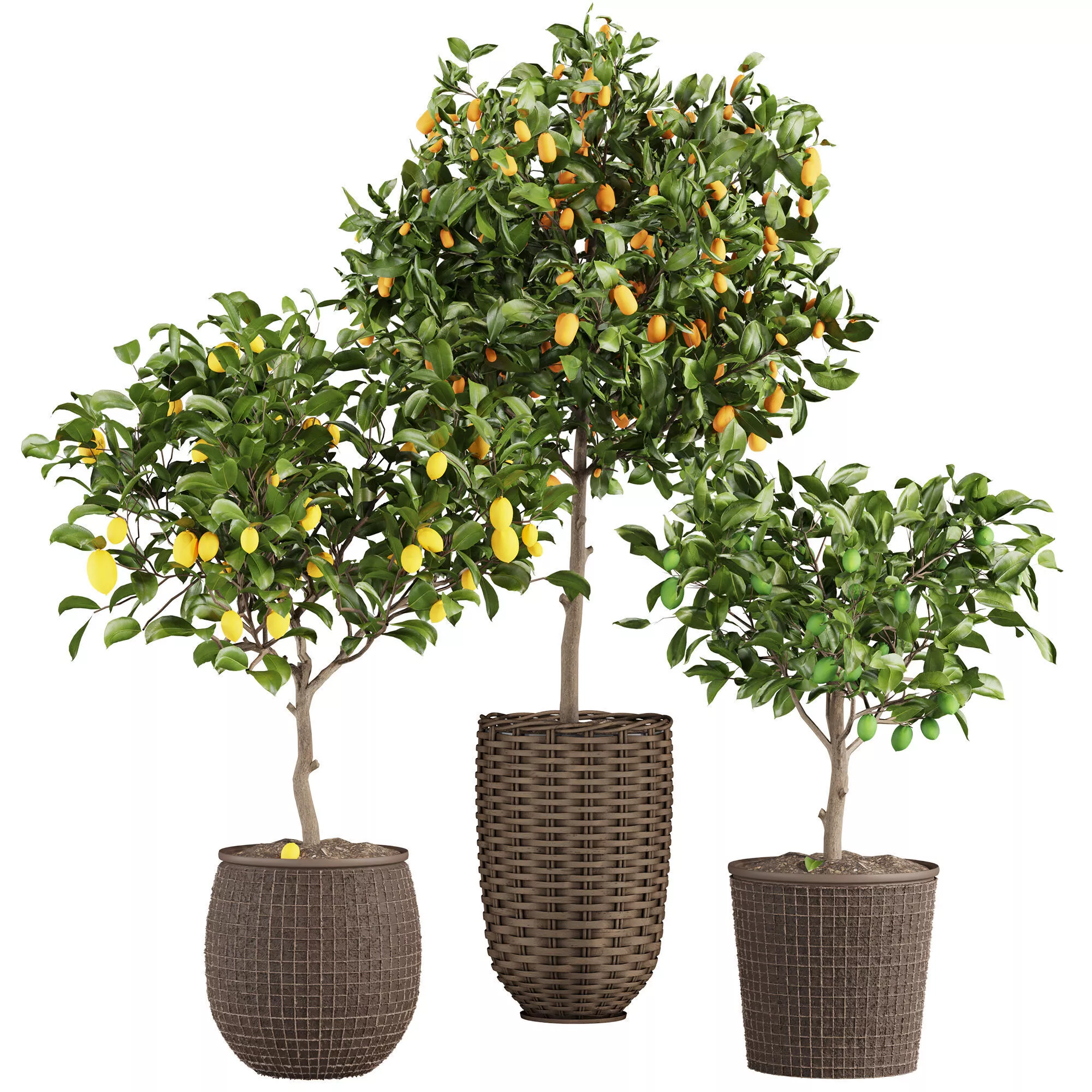 Lemon Tree Collection 3D model