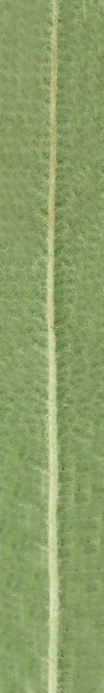 Kitchen Scene  Free 3D model_27