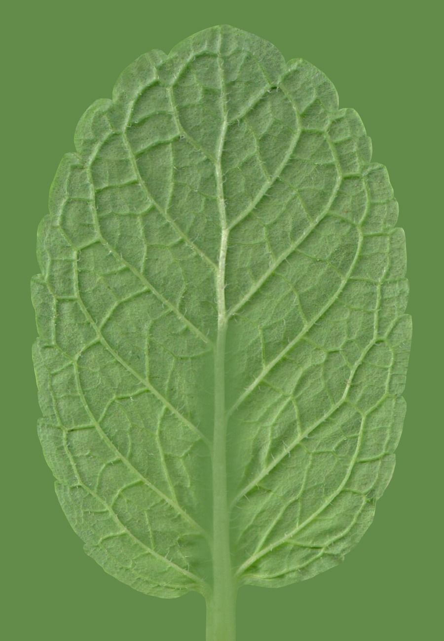 Kitchen Scene  Free 3D model_60