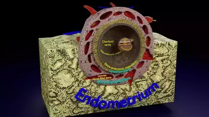 Human embryo 14 days labelled detailed Low-poly 3D model