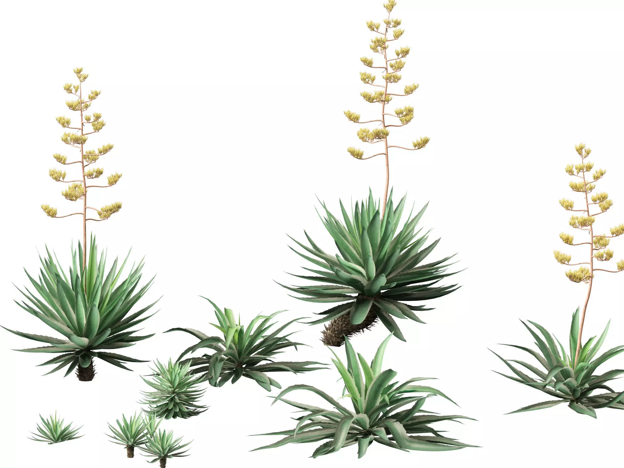 Agave angustifolia - Variegated Caribbean Agave 3D model