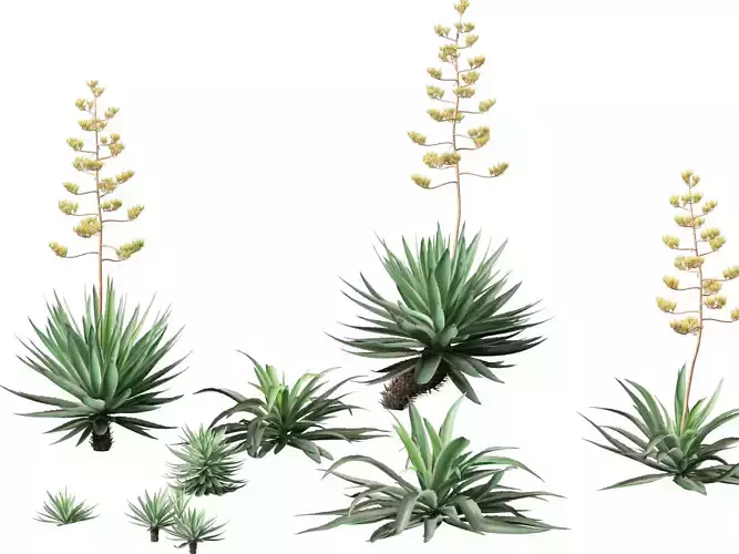 Agave angustifolia - Variegated Caribbean Agave 3D model