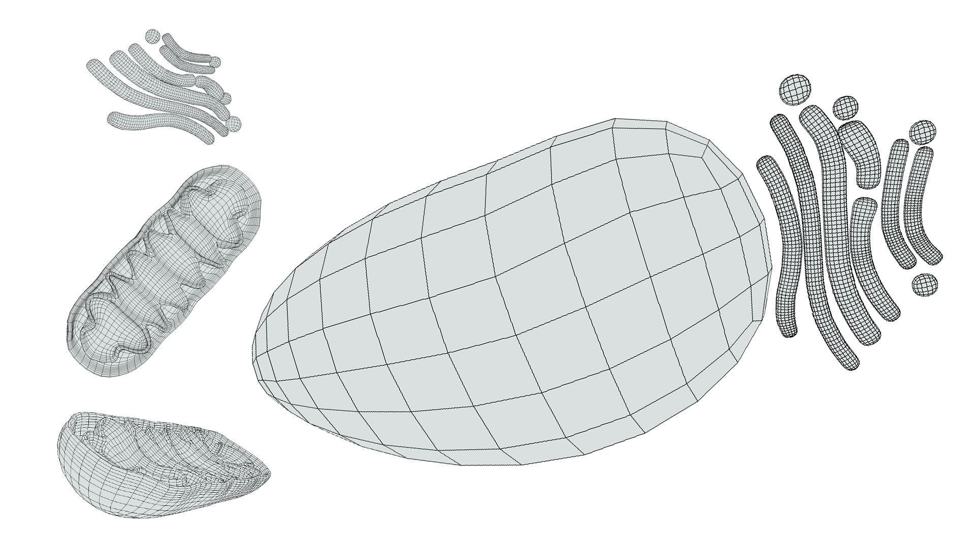 Osteocyte Bone Cell 3D model_8