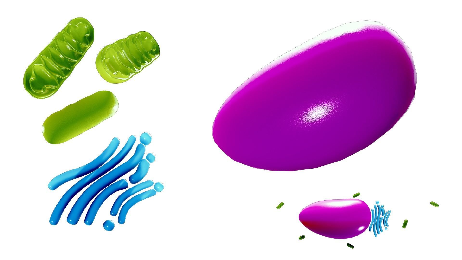 Osteocyte Bone Cell 3D model_3