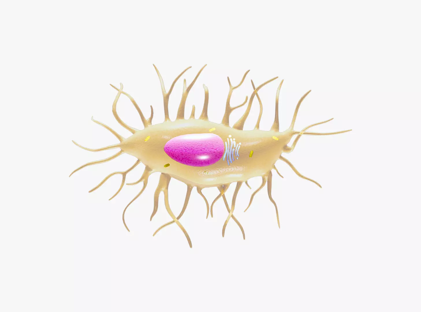 Osteocyte Bone Cell 3D model_0
