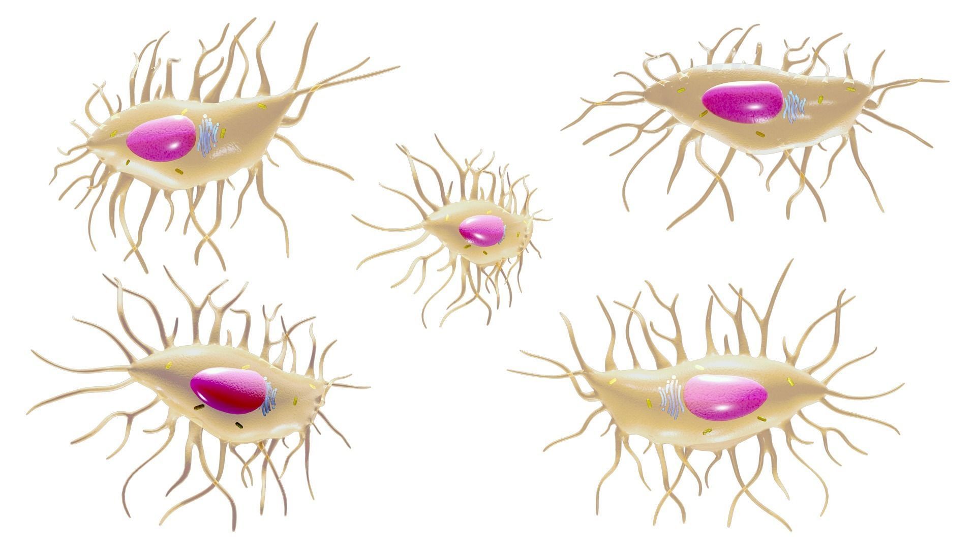 Osteocyte Bone Cell 3D model_2