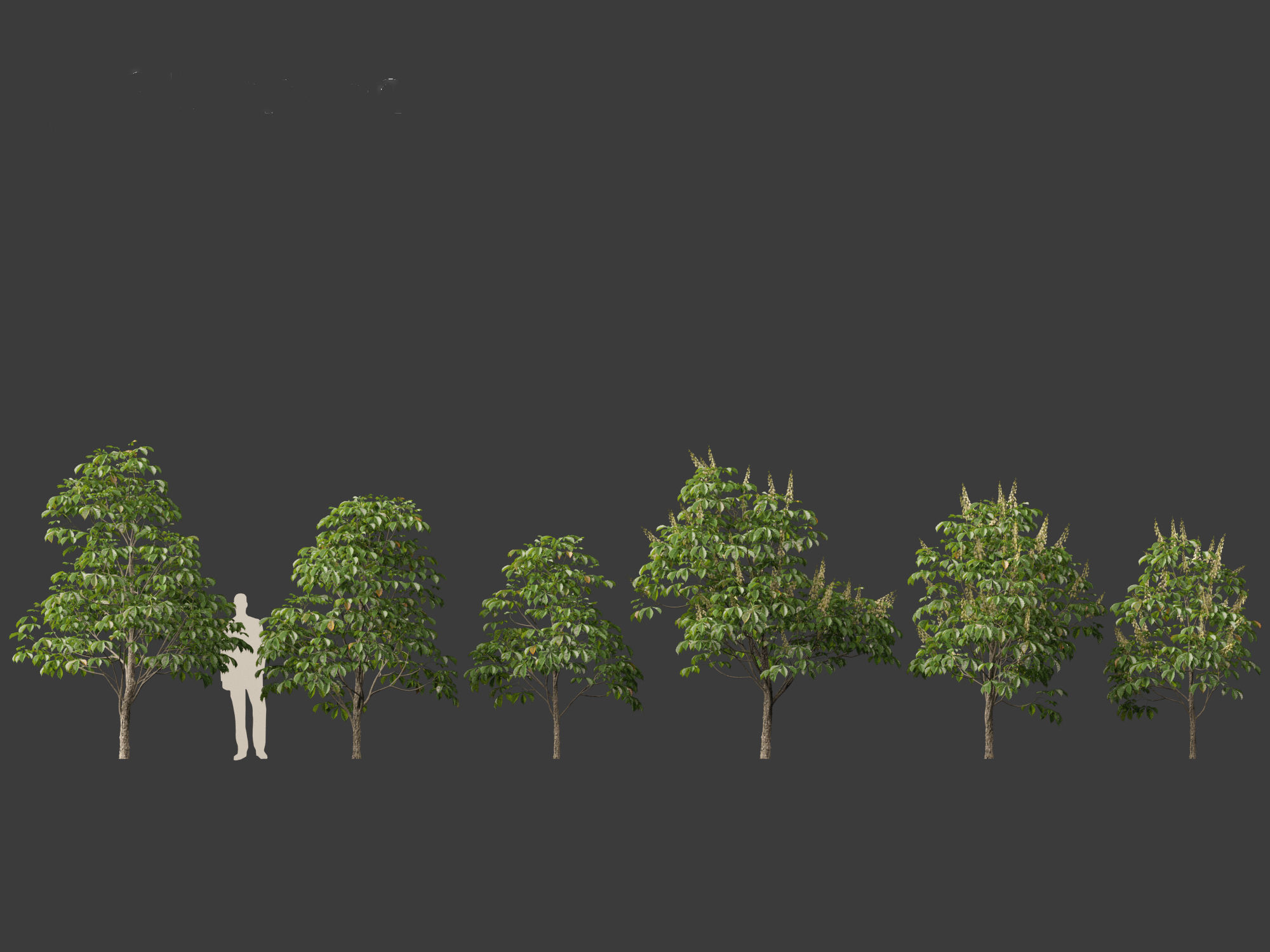 Aesculus hippocastanum - horse chestnut 01 3D model_1