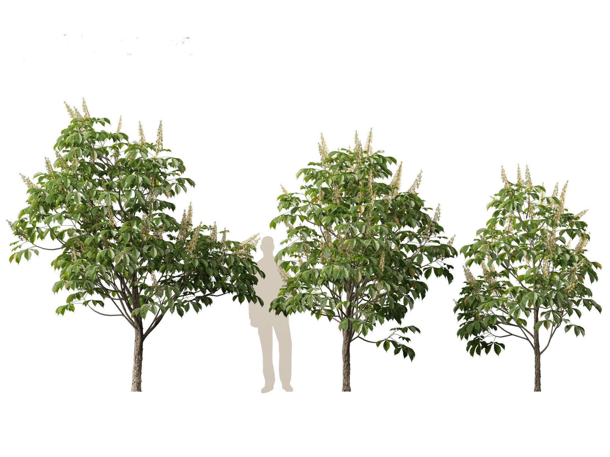 Aesculus hippocastanum - horse chestnut 01 3D model_4