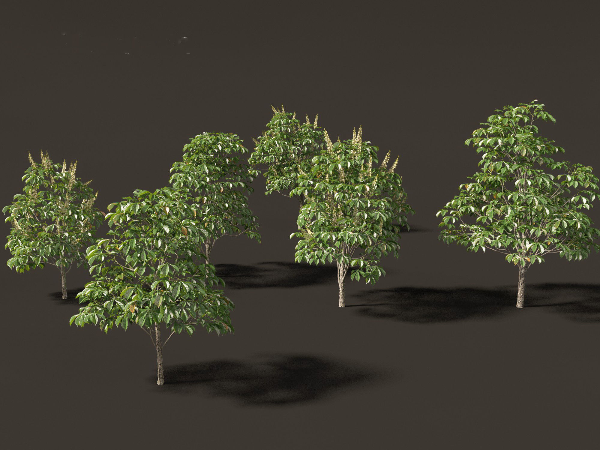 Aesculus hippocastanum - horse chestnut 01 3D model_6