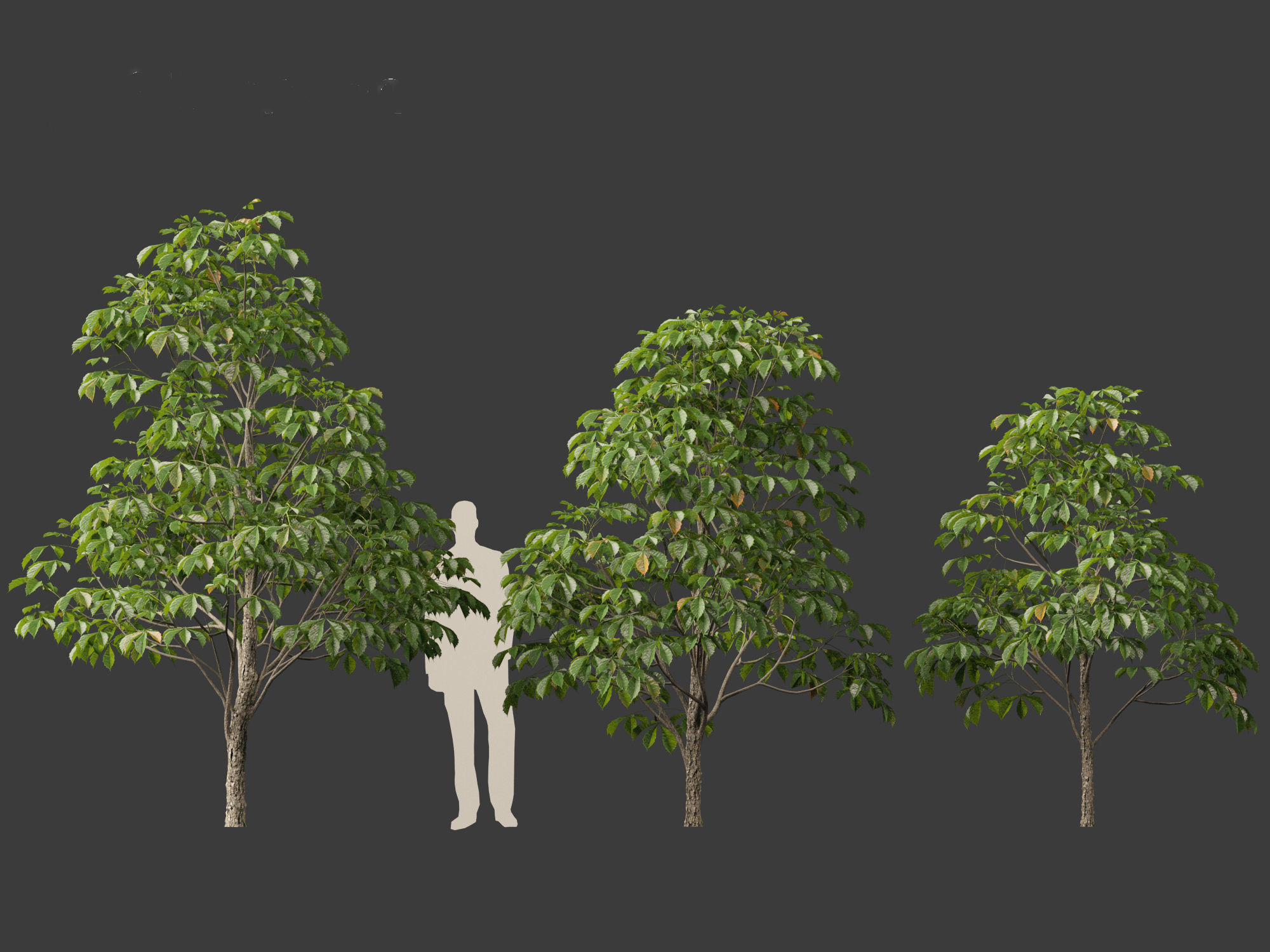 Aesculus hippocastanum - horse chestnut 01 3D model_3