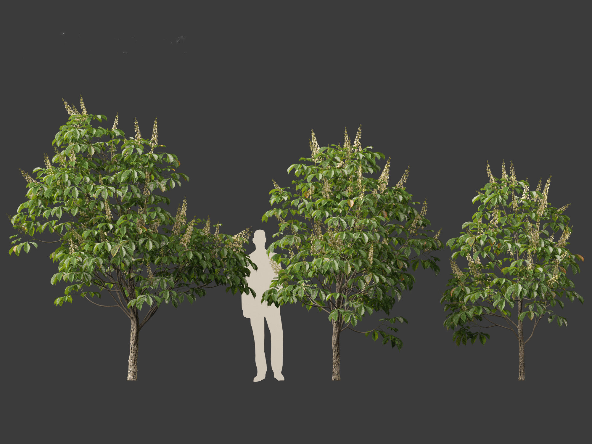 Aesculus hippocastanum - horse chestnut 01 3D model_5