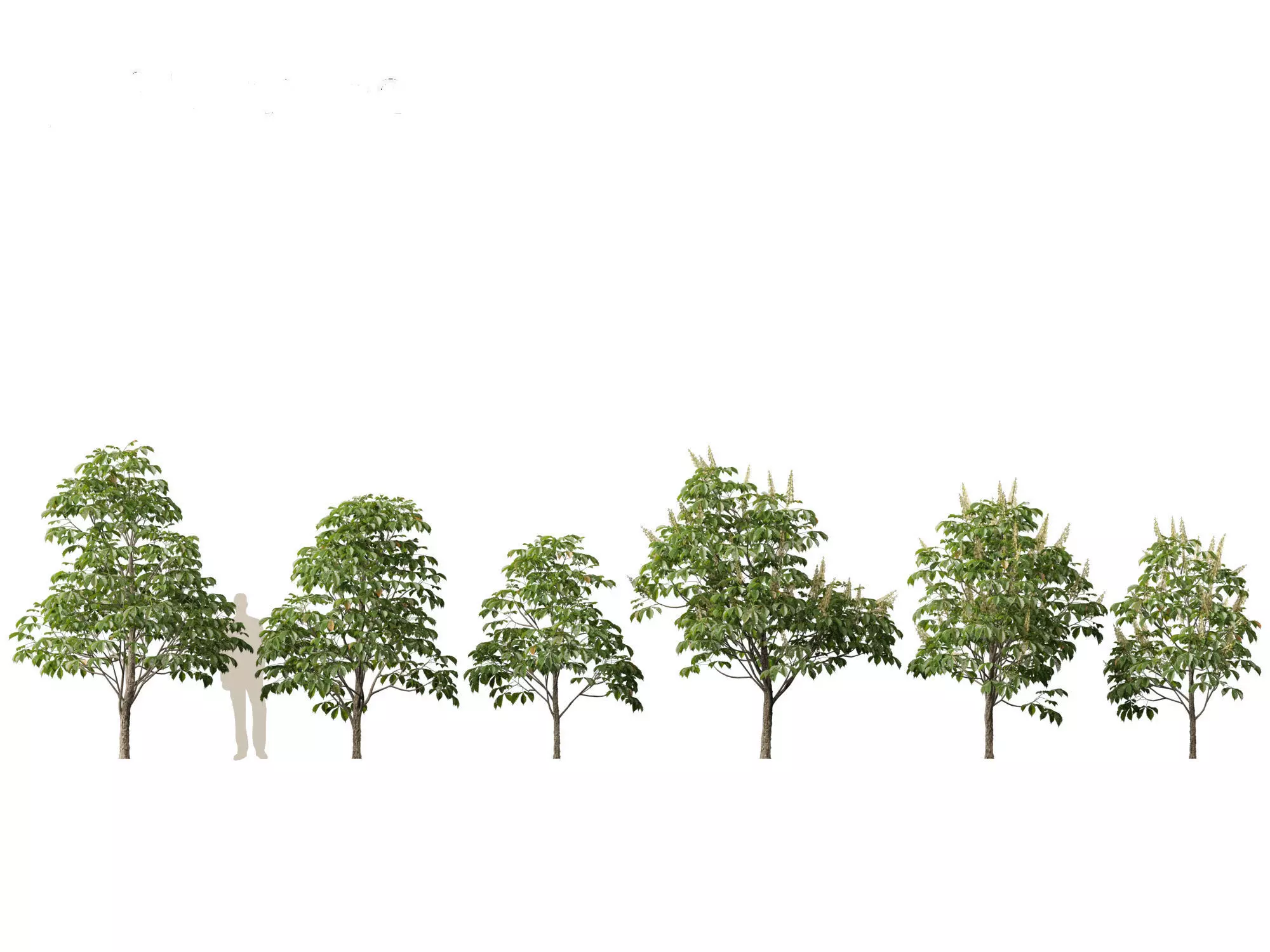 Aesculus hippocastanum - horse chestnut 01 3D model_0