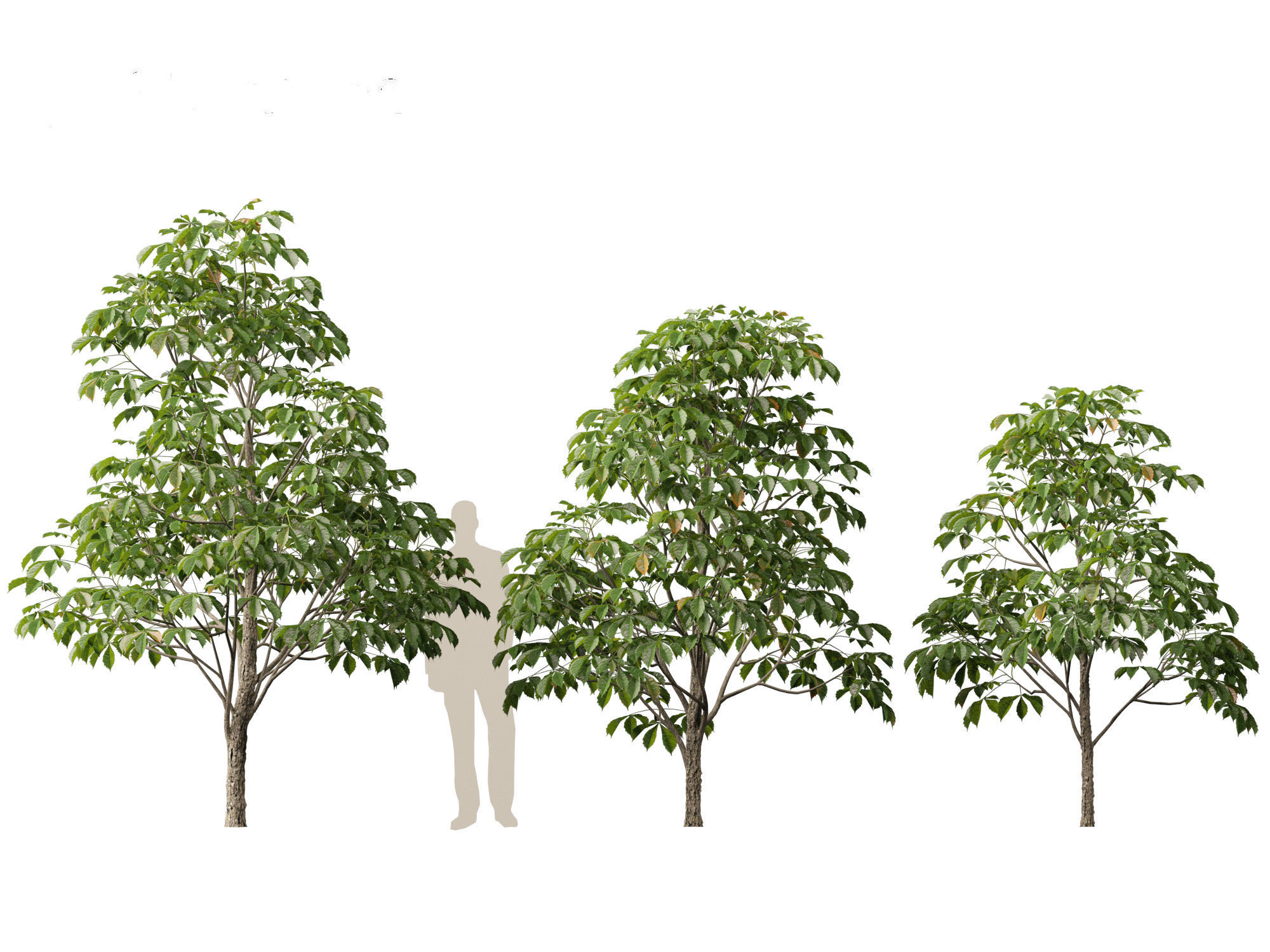Aesculus hippocastanum - horse chestnut 01 3D model_2