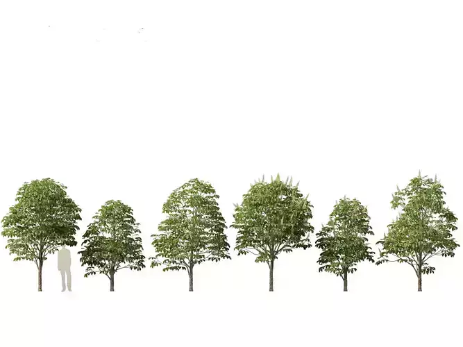 Aesculus hippocastanum - horse chestnut 02 3D model
