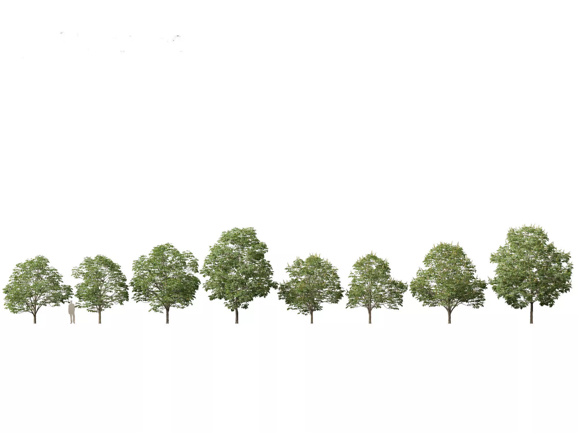 Aesculus hippocastanum - horse chestnut 03 3D model_0