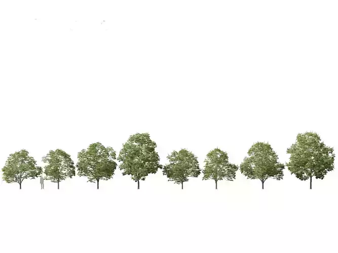 Aesculus hippocastanum - horse chestnut 03 3D model